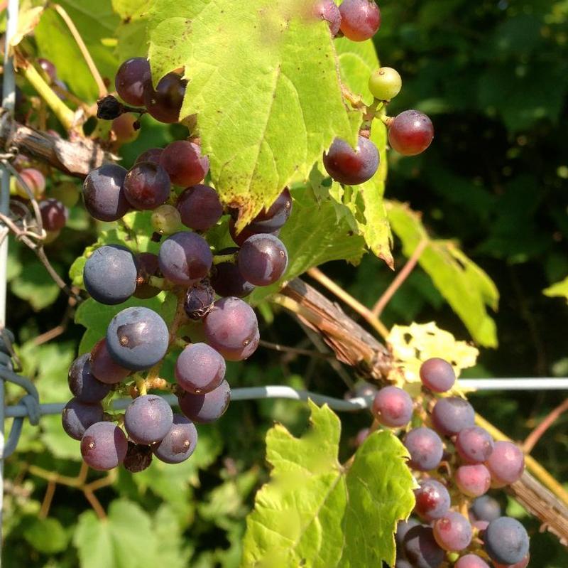 Vitis riparia 