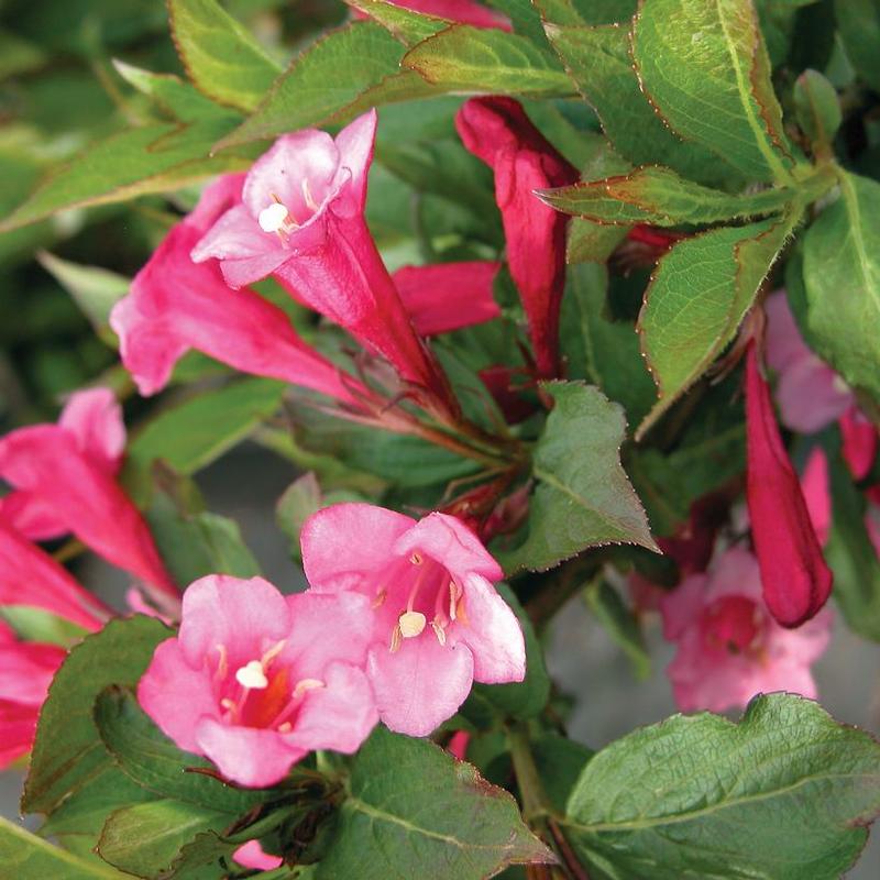 Weigela florida Minuet