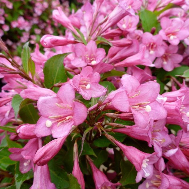 Weigela florida Rumba