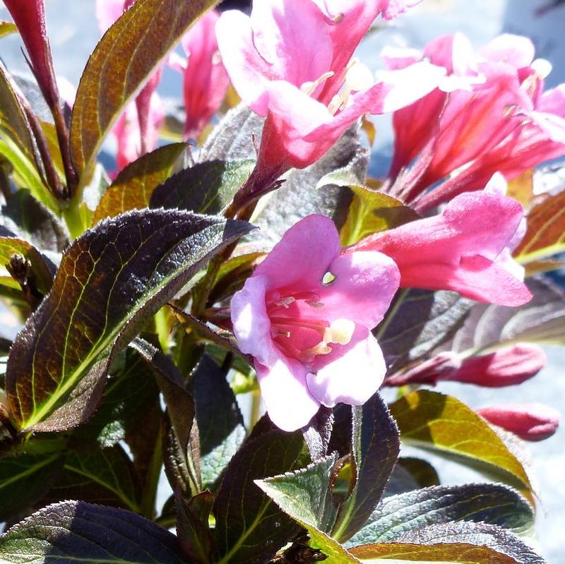 Weigela florida Tango