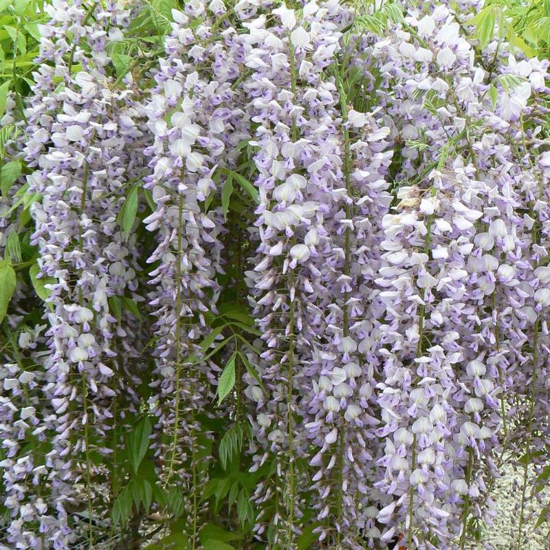 Wisteria floribunda Lawrence