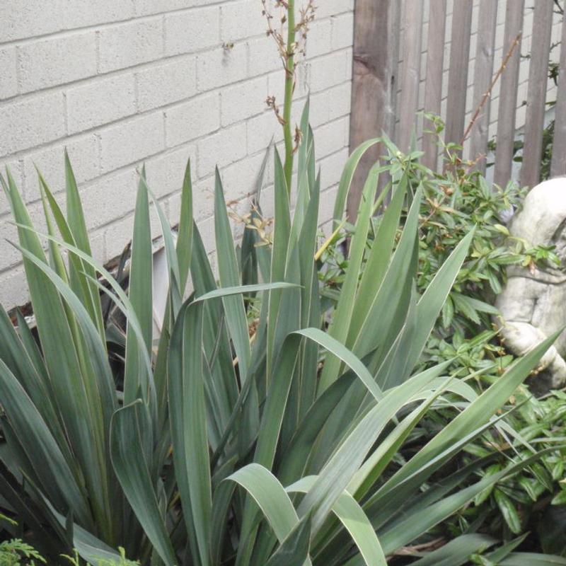 Yucca filamentosa 