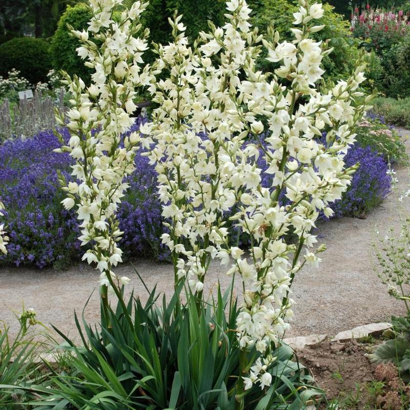 Yucca glauca 