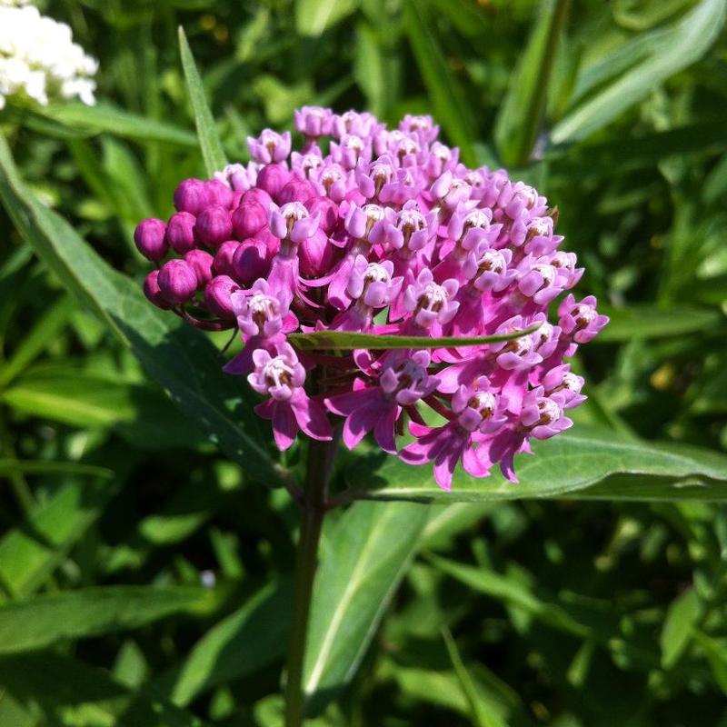 Asclepias incarnata 