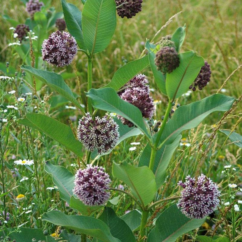 Asclepias syriaca 