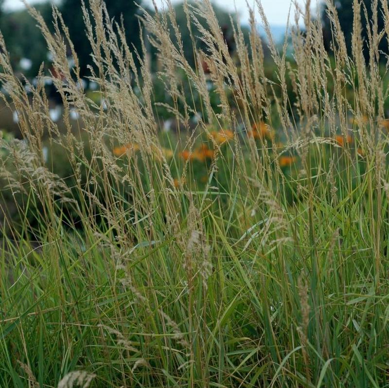 Calamagrostis canadensis 