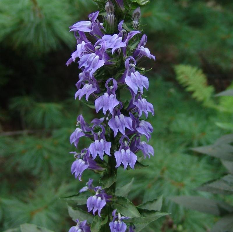 Lobelia siphilitica 