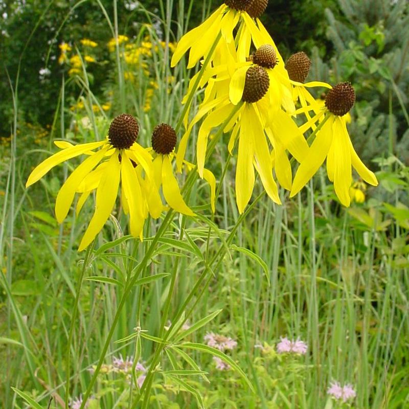 Ratibida pinnata 