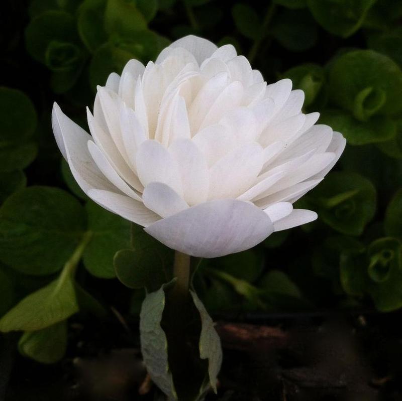 Sanguinaria f. multiplex Plena