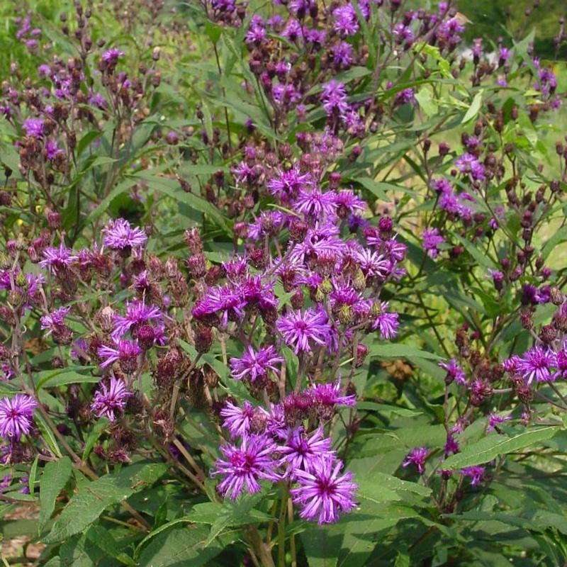 Vernonia noveboracensis 