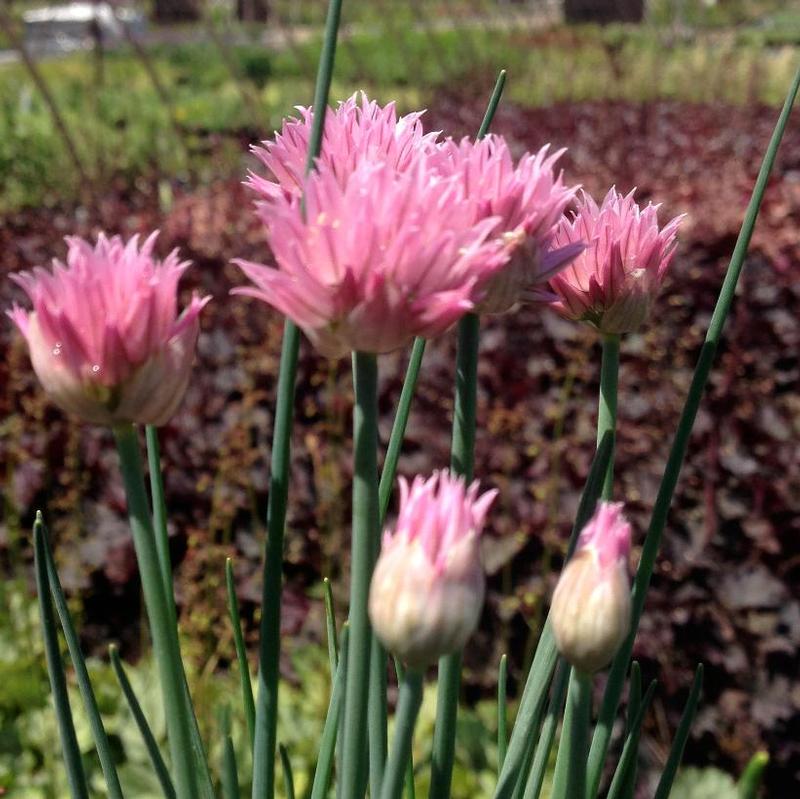 Allium schoenoprasum Rising Star