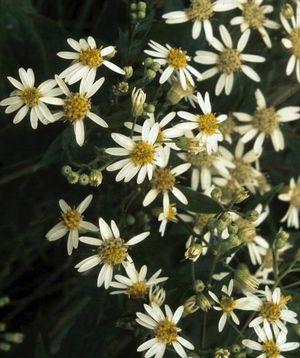 Aster ericoides 