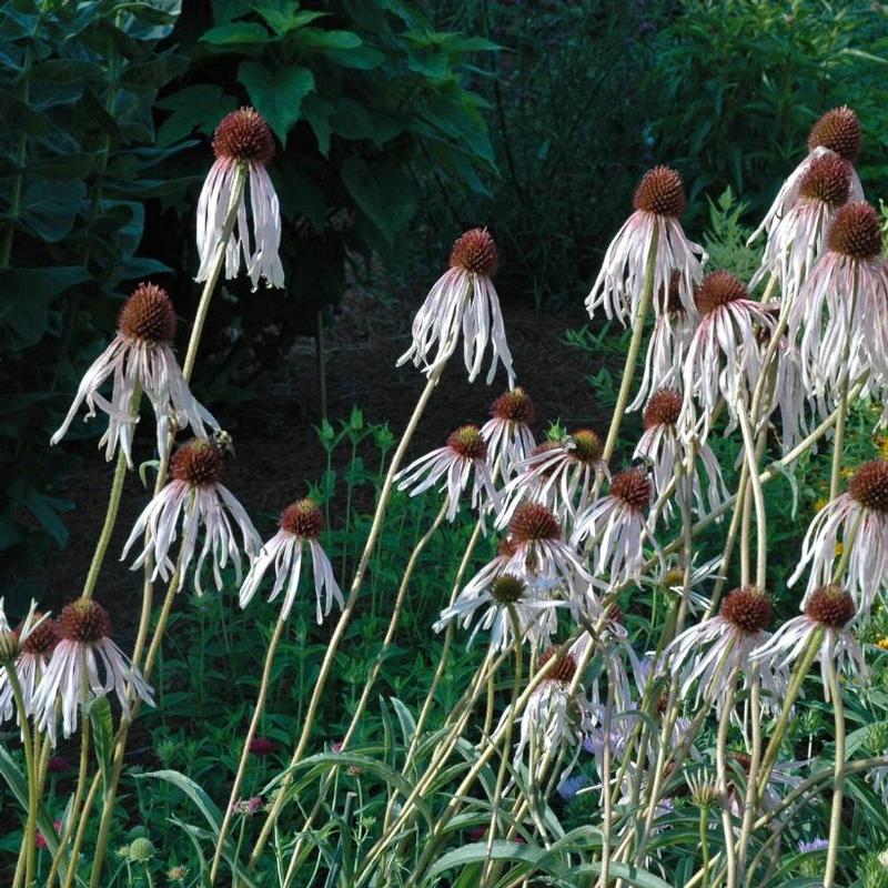 Echinacea pallida 