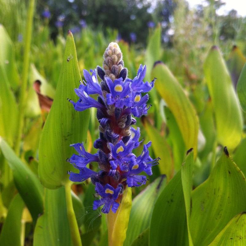 Pontederia cordata 