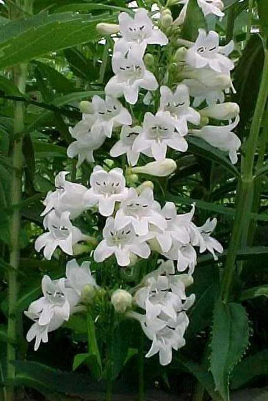 Penstemon digitalis 