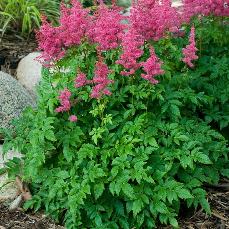 Astilbe x Younique™ Verscarmine