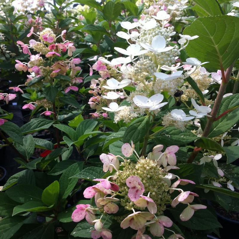 Hydrangea paniculata Bulk