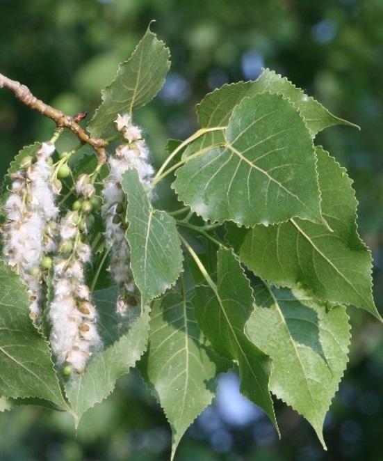 Populus deltoides 