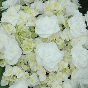 Hydrangea macrophylla Double Delights™ Collection Dancing Snow