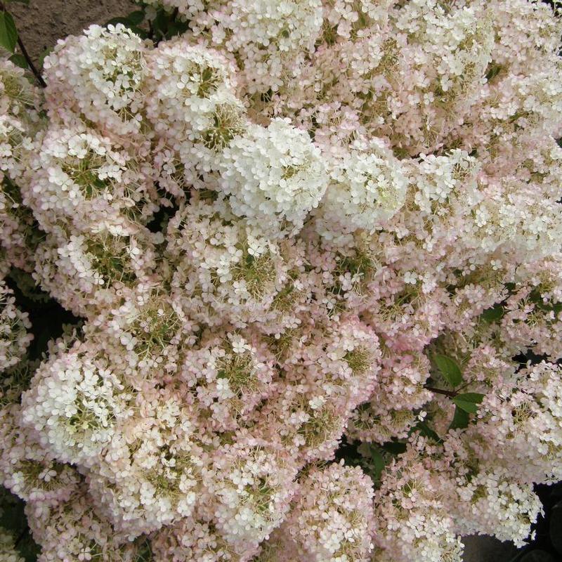 Hydrangea paniculata ILVOBO