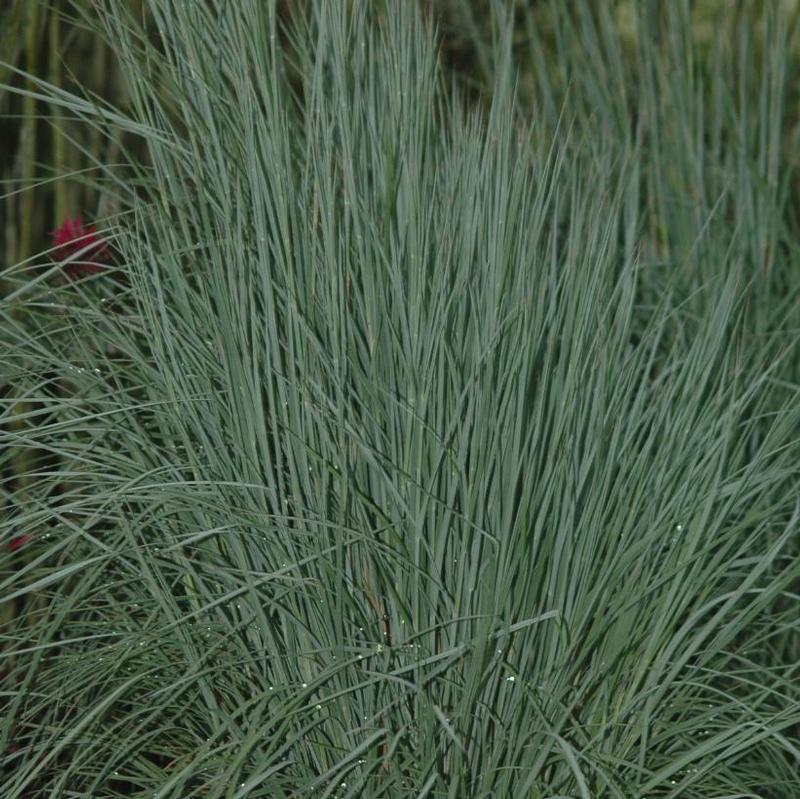 Schizachyrium scoparium The Blues