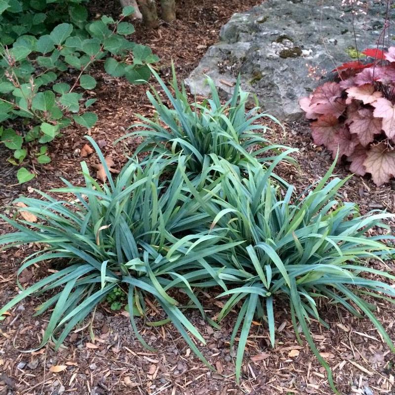 Carex laxiculmus Hobb