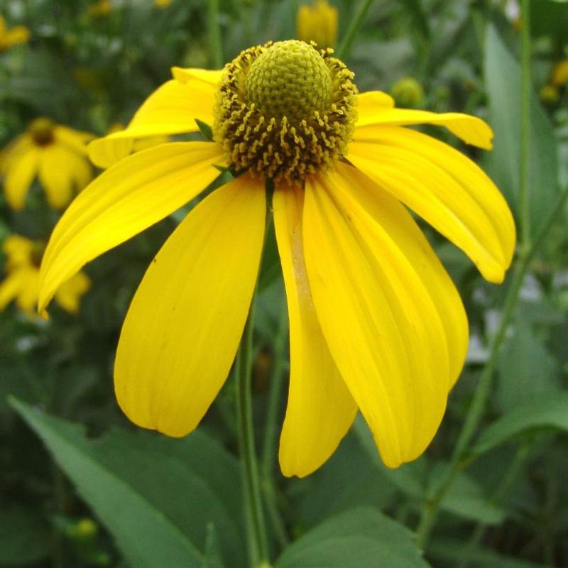 Rudbeckia laciniata 