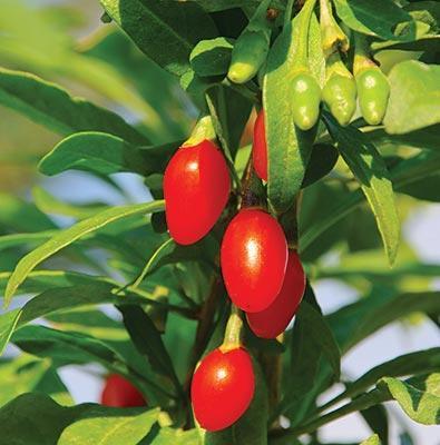 Goji Berry Dynamite