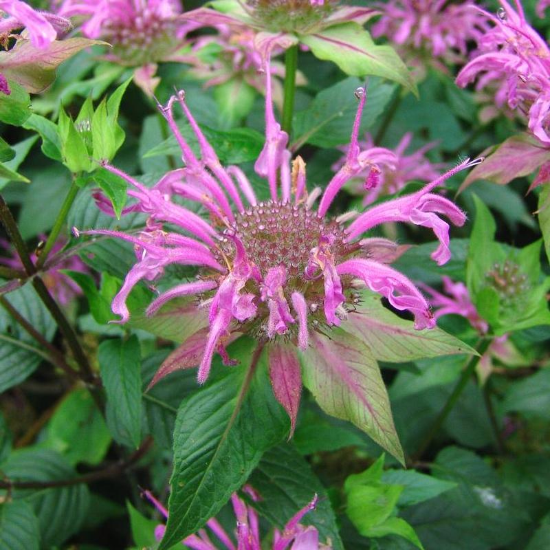 Monarda fistulosa 