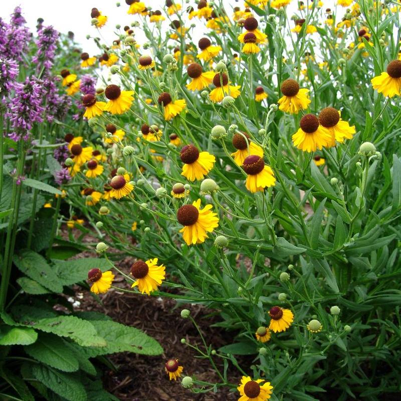 Helenium flexuosum Tiny Dancer