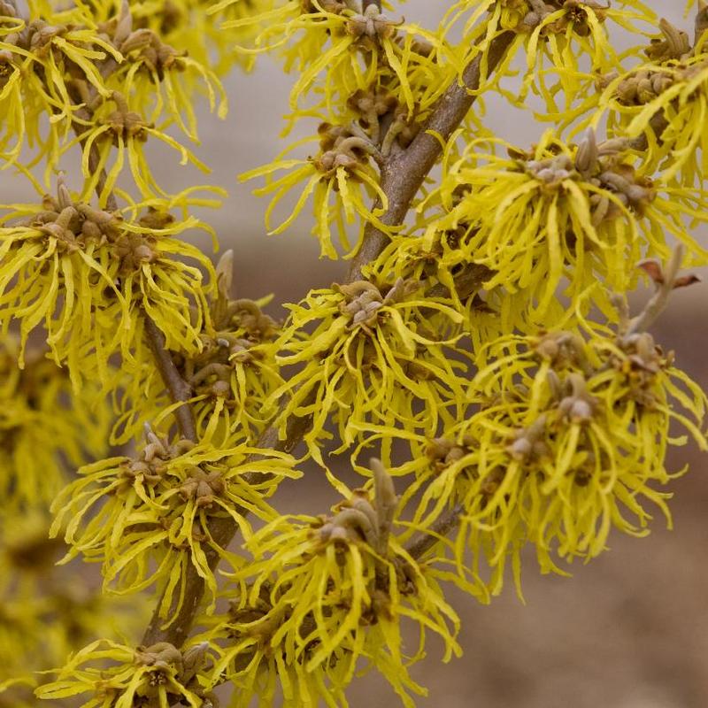 Hamamelis x intermedia Arnold Promise