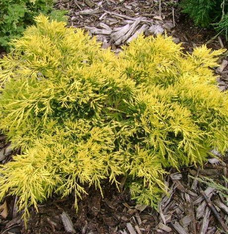 Juniperus chinensis Gold Lace