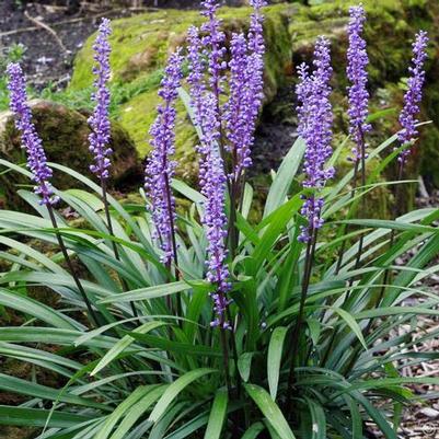 Liriope muscari Royal Purple