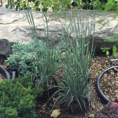 Schizachyrium scoparium Standing Ovation