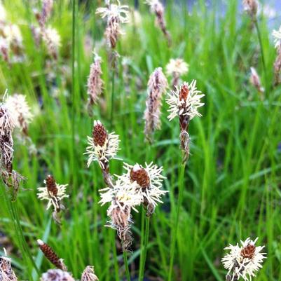 Carex pensylvanica 