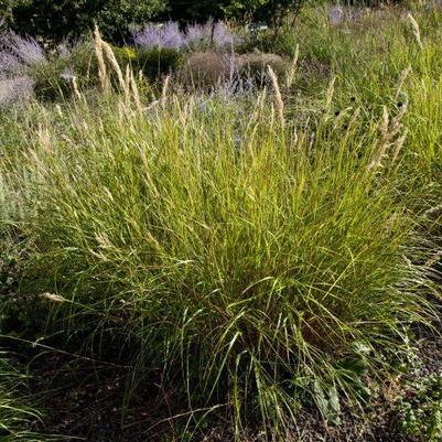 Elymus canadensis 