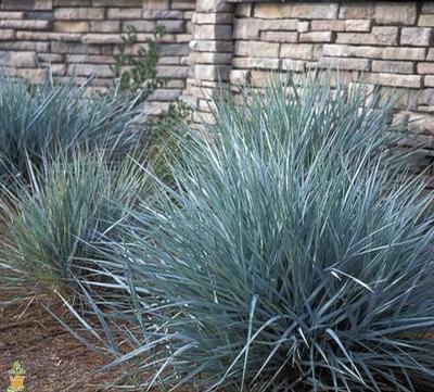 Elymus arenarius Blue Dune