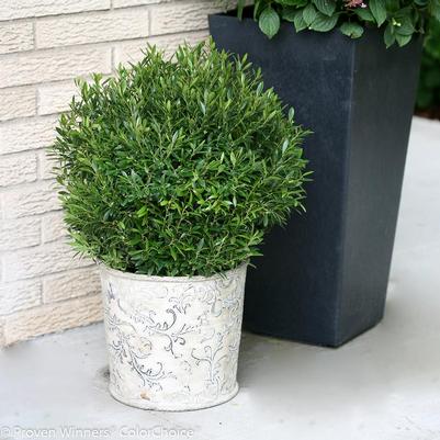 Ilex glabra SMNIGAB17