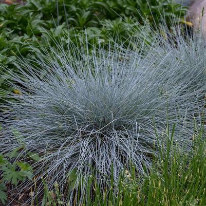 Festuca glauca Blue Whiskers