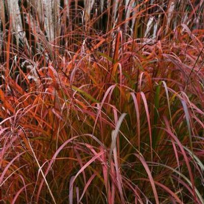 Miscanthus sinensis Fire Dragon