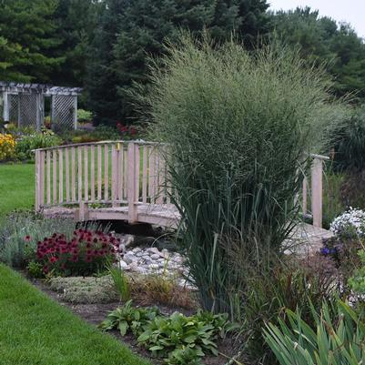 Panicum virgatum Prairie Winds® Totem Pole