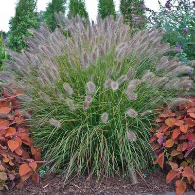 Pennisetum alopecuroides Prairie Winds® Desert Plains