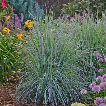 Schizachyrium scoparium Twilight Zone