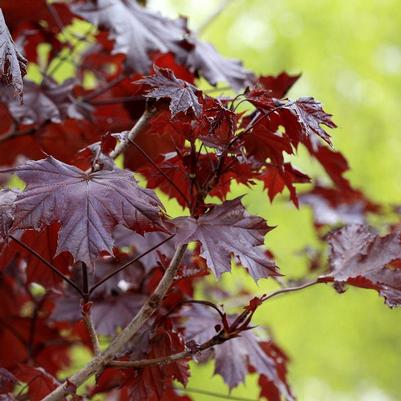 Acer platanoides Crimson King