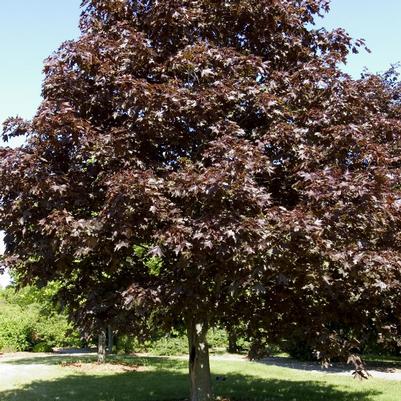 Acer platanoides Royal Red