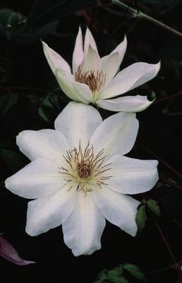 Clematis Henryi