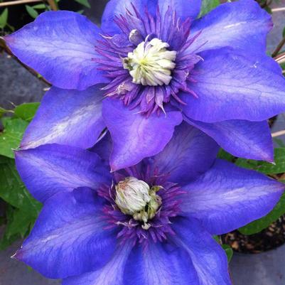 Clematis Multi-Blue