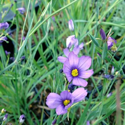 Sisyrinchium angustifolium 