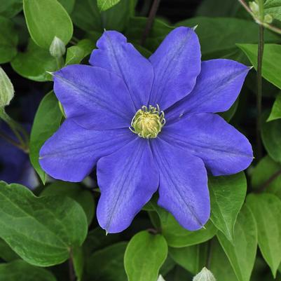 Clematis Fujimusume