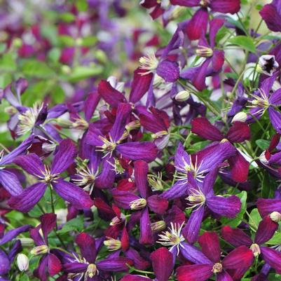 Clematis Sweet Summer Love